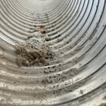 Bat feces left in the discharge tube