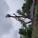 Tree removal