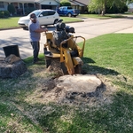 Tree stump grinding
