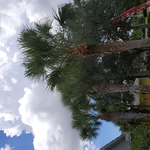 Tree Removal