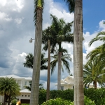 Tree Removal