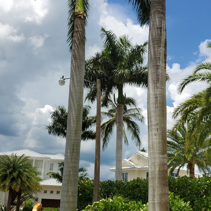 Tree Removal