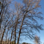 Two leaners toward the house