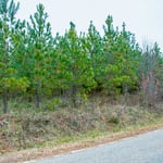 Land to be cleared for home build.