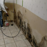 Mold Removal