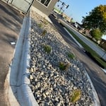 Rock and plants