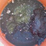 Lint and Water Pulled From Vent Line