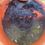 Lint & Water Pulled From Vent Line