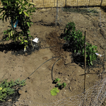 a drip line for each plant