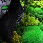PRESERVED NATURAL MOSS