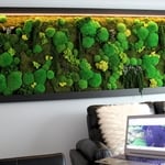 PRESERVED NATURAL MOSS