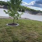 after sod/ irrigation