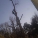 Cut tree down