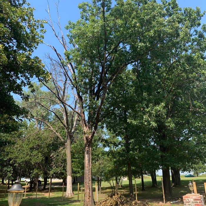 White oak removal